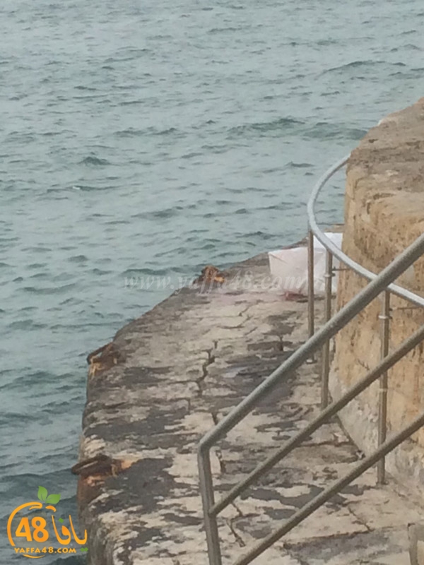 jothha mina2 yaffaj (3).JPG